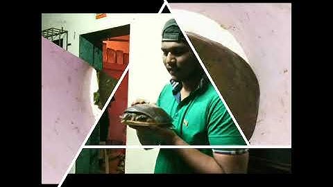 Parag Shinde Saving  Indian flapshell turtle Life