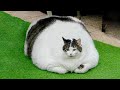 Try Not To Laugh 😂 Funny Cat Videos 2023 😍 Funniest Animal Videos | Part 8