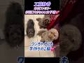 ワンちゃん癒し動画♡ #工藤静香 #料理 #木村ファミリー #木村拓哉 #shorts