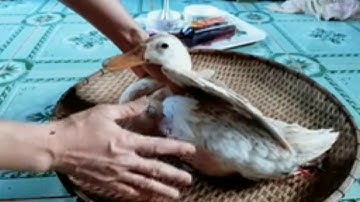 Hướng Dẫn Hãm Tiết Canh Vịt Bằng Nước Mắm