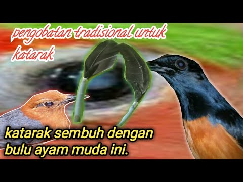 resep tradisional ampuh mengobati katarak pada burung dengan bulu ayam muda..