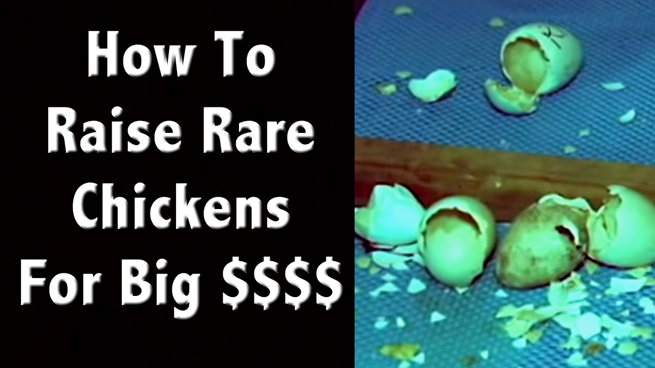 How to Raise Rare Chickens For Big Profits Off Grid Living YouTube