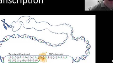 Transcription (protein synthesis part 1 of 2)
