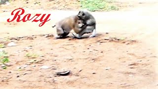 Look Extremely Heartbreaking! Pregnant Mother Monkey Rozy Is Crazily Beaten By Teenaged Monkey