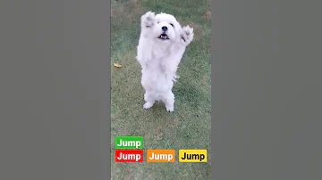 Jump Around! #dog #cute #dance