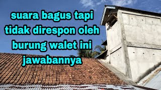 WALET CUEK TIDAK MERESPON SUARA PANGGIL INI PENYEBABNYA