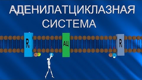 Аденилатциклазная система | Medanatfarm