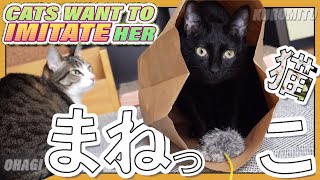 まねっこ黒猫