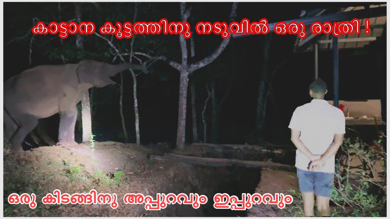 ഒരു രാത്രി ഇവിടെ താമസിക്കാൻ ഇത്തിരി ചങ്കുറപ്പ് വേണം ! Night Forest stay in middle of elephants