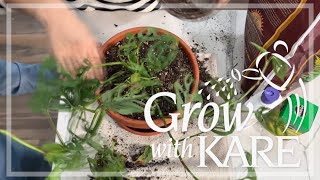 Grow With KARE: Maintaining healthy houseplants