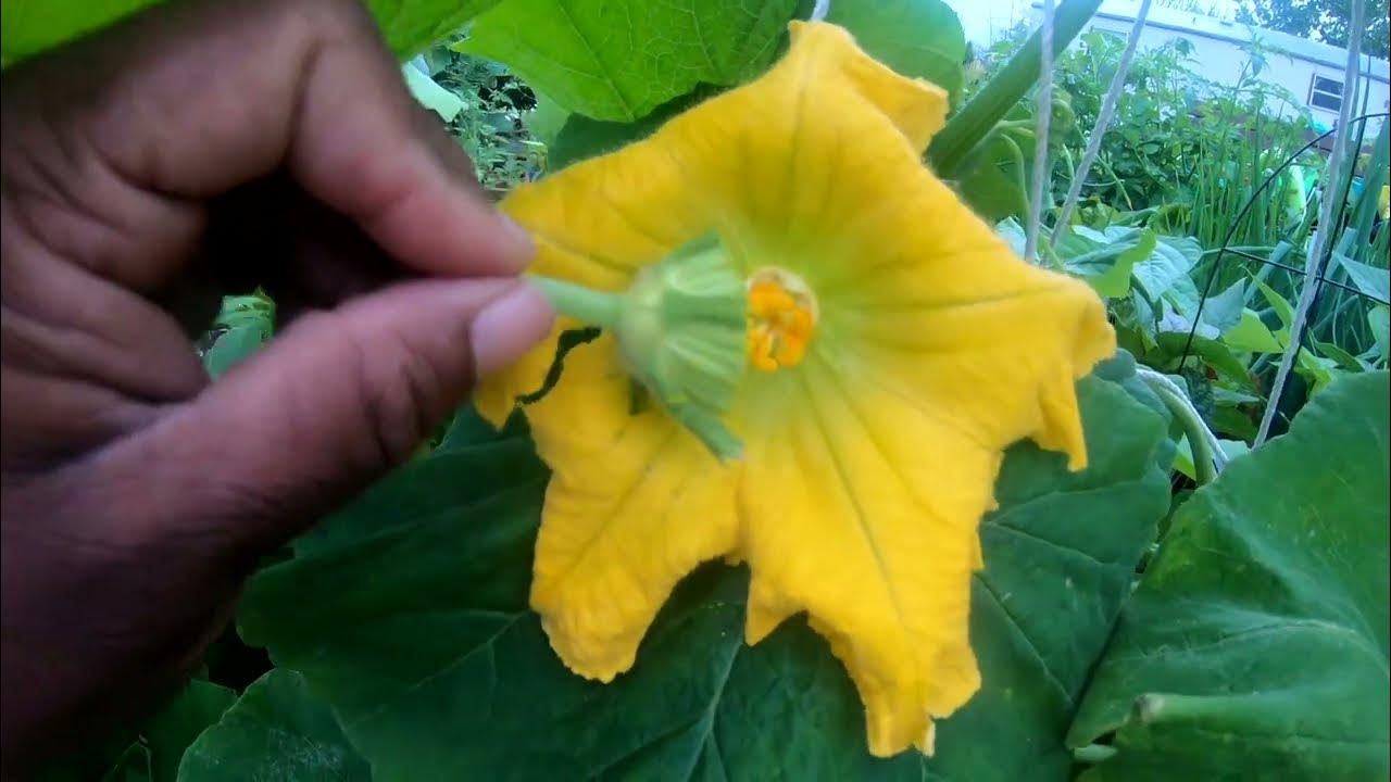 THE MEN ARE FINALLY HERE / SQUASH POLLINATION YouTube