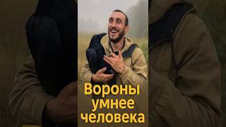 Ворон Гоша: умнее человека? История, которая взорвала интернет 🔥