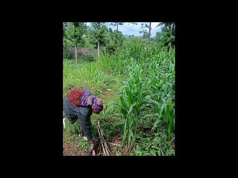 UYU AMEAMUA KUNIONGEZEA FERTILISER KWA SHAMBA
