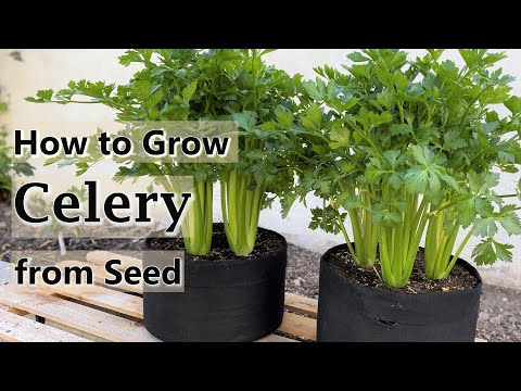 Video: Leaf celery: cultivation in the backyard