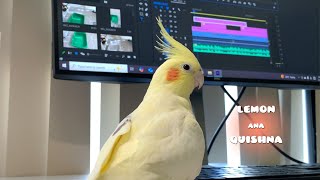 Birds Typing Their Wishes