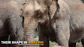 their shape is amazing | elephant orphanage sri lanka 2023