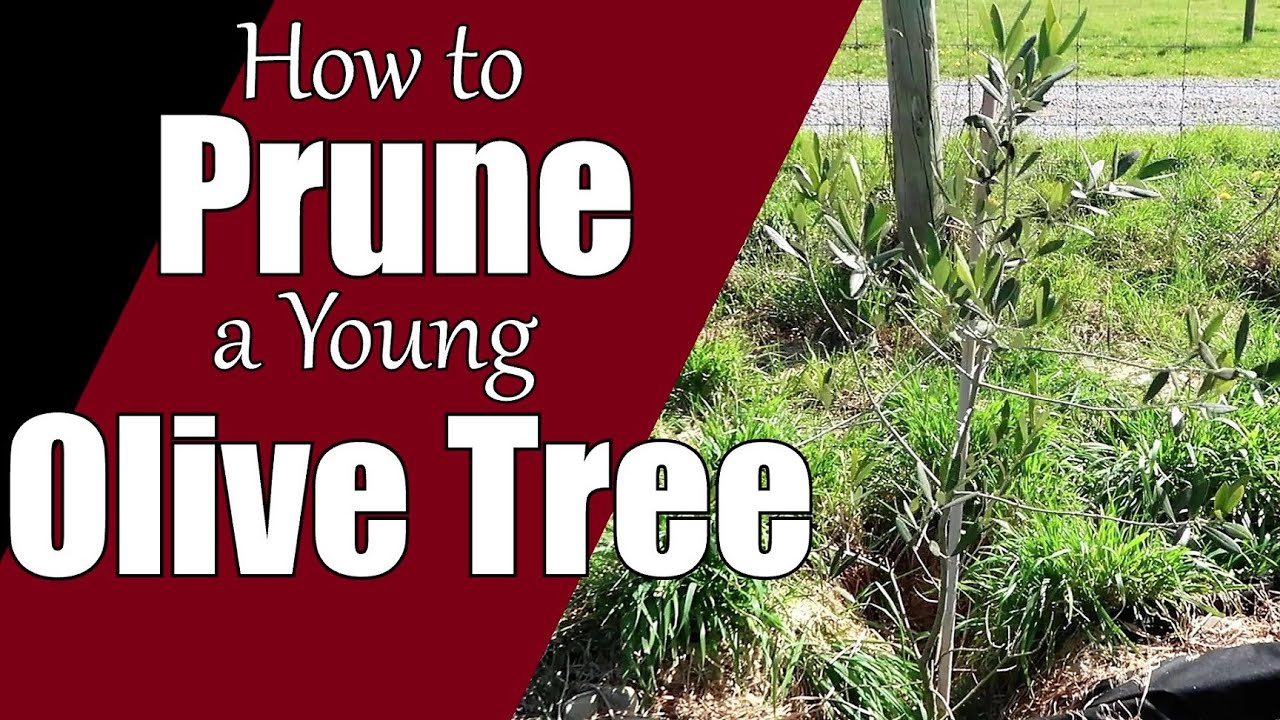 How to Prune a Young Olive Tree YouTube