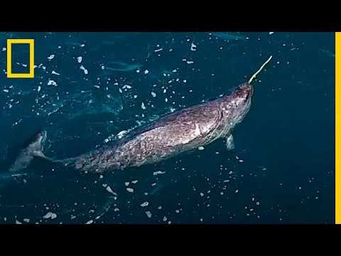 Video: ¿Cómo se mueven los narvales?