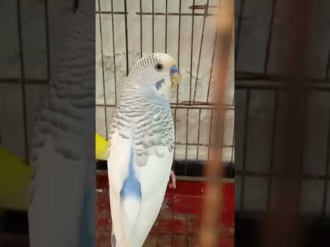Symphony of Colors|| Australian Parrots Unveiled#parrot #australian #shorts