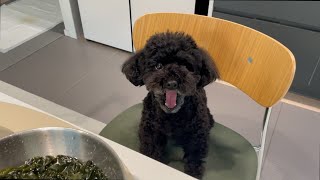 [블랙푸들] 강아지한테 미역국을 먹여봤습니다 | puppy vlog |