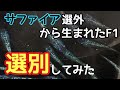 サファイアの選外から生まれた子を選別!【メダカ】