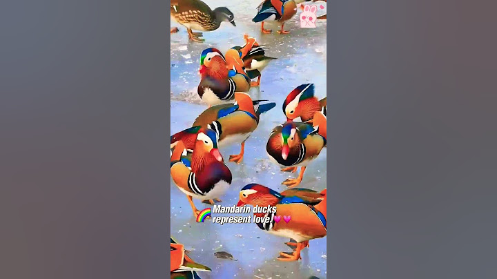 Mandarin ducks represent love.💗 #shortsvideo