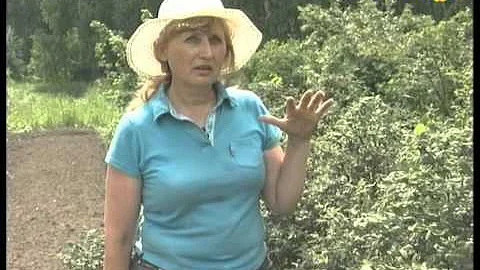 Почему горькая жимолость?