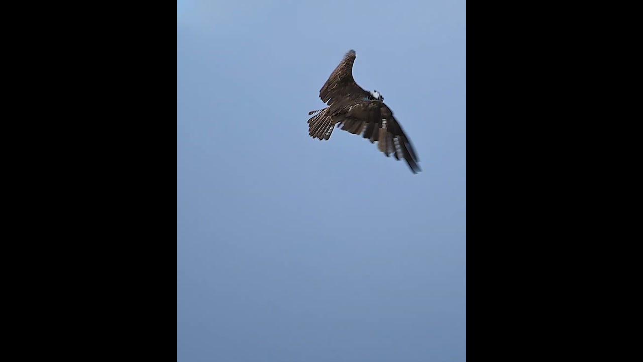 Did this Osprey Fly Backwards to Spot Prey 