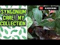Syngonium Care | My Syngonium Collection