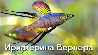 Ириатерина Вернера – Iriatherina werneri. Радужницы. Описание. Видео. Иреатерина Вернера