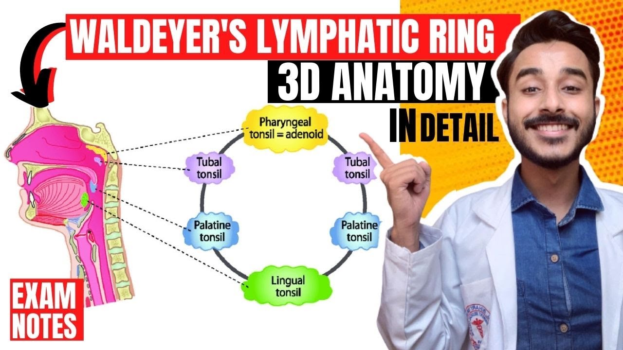 B-lymphocyte lineage cells and the respiratory system. - Abstract - Europe  PMC