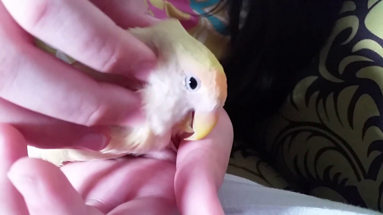 what happens when you scratch a lovebird (IT'S SO CUTEE) YouTube