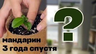 Как вырос мандарин за 3 года?