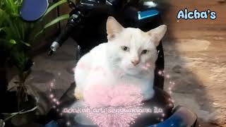 Maukah Denganku-Yovie and Nuno#maukahdenganku#yovieandnuno#yovienuno#yoviethenuno#mpus#kucing#blitar