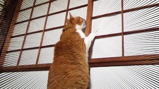 ヤモリ出没野生の血が騒ぐ猫さん【侵入した野良仔猫】家猫修行中