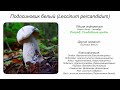 Подосиновик белый (Leccinum percandidum)