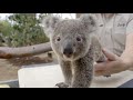 How To Weigh a Koala Joey