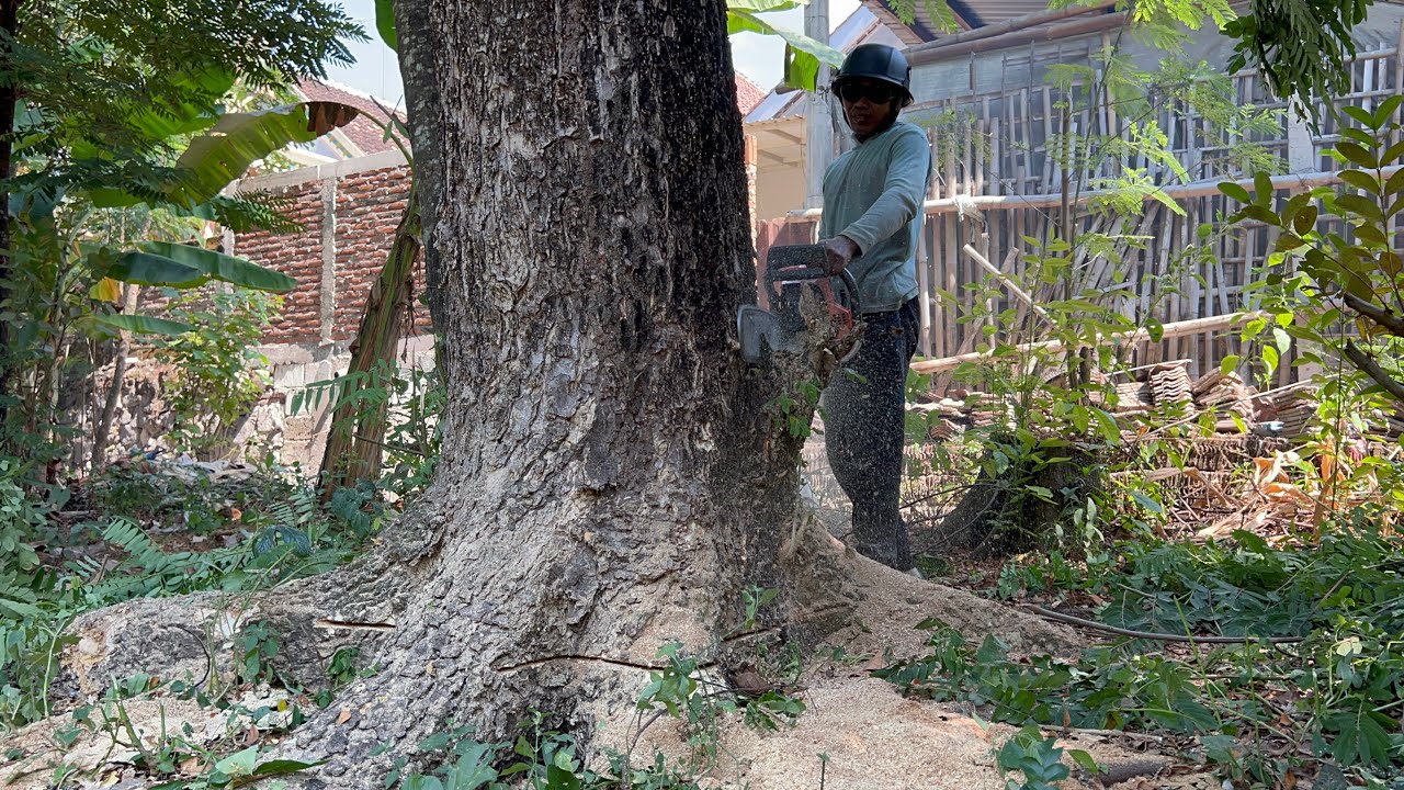 Cut down old trembesi tree near the house ‼️ - YouTube