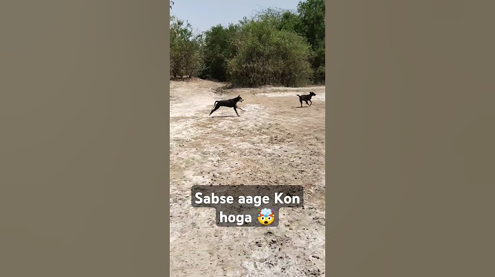 sabse aage kon hoga 🤯 #viral #shorts #doglover #ajitthakor