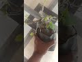 ficus mama Bonsai Under Training #bonsai #ficus