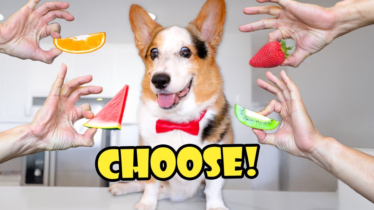 My Corgi Chose THIS as the Best Fruit