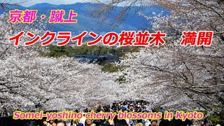 2025.1.30春桜 セイコー ルキア＞と＜セイコーセレクション＞から、多幸感