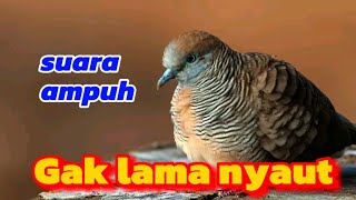Download lagu Masteran perkutut tembakan rapat full power ampuh buat pancingan