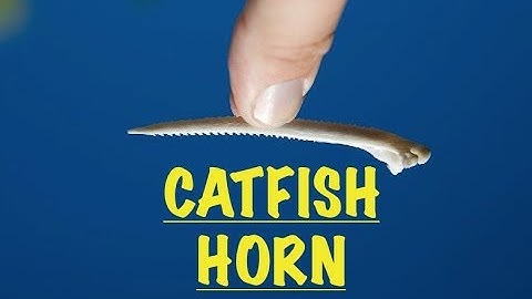 Catfishing Tips: Catfish stings and horns. What really happens?