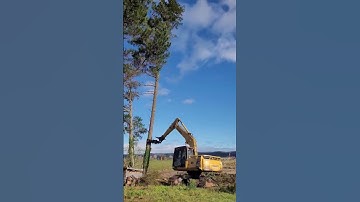 Machine Assisted Tree Felling #shorts #shortvideo #viral #treefelling #machine #vlog #trending #yt