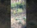 Creedmoor Needmore? #hunting #hunter #deerhunting #deer #whitetailhunting #hunt #longrange #6.5CM