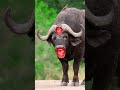 Basi chawal khilao re #funny #baffalo #comedy #animals #cow #buffaloshorts