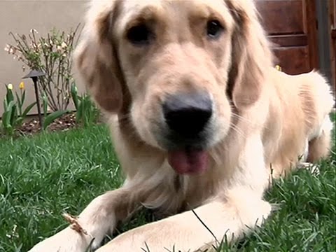 Video: Eroii caninului ajută veteranii americani cu leziuni cerebrale