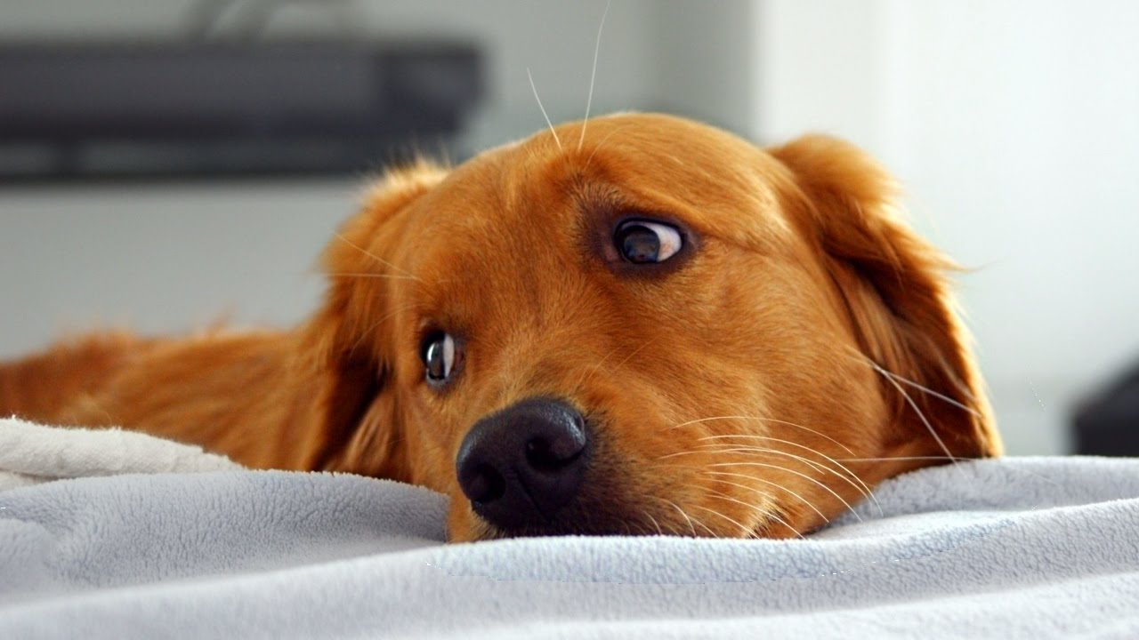 petco hours Funny Golden Retriever Compilation