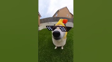 Thumbnail of Shiba duck bro got POPIPO’d again #cutenessoverload